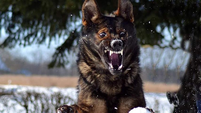 Freude oder doch Angst? In diesem Bild wird nicht ganz klar, was der Hund von Patrick Franz von dem Schneeball vor ihm hält.