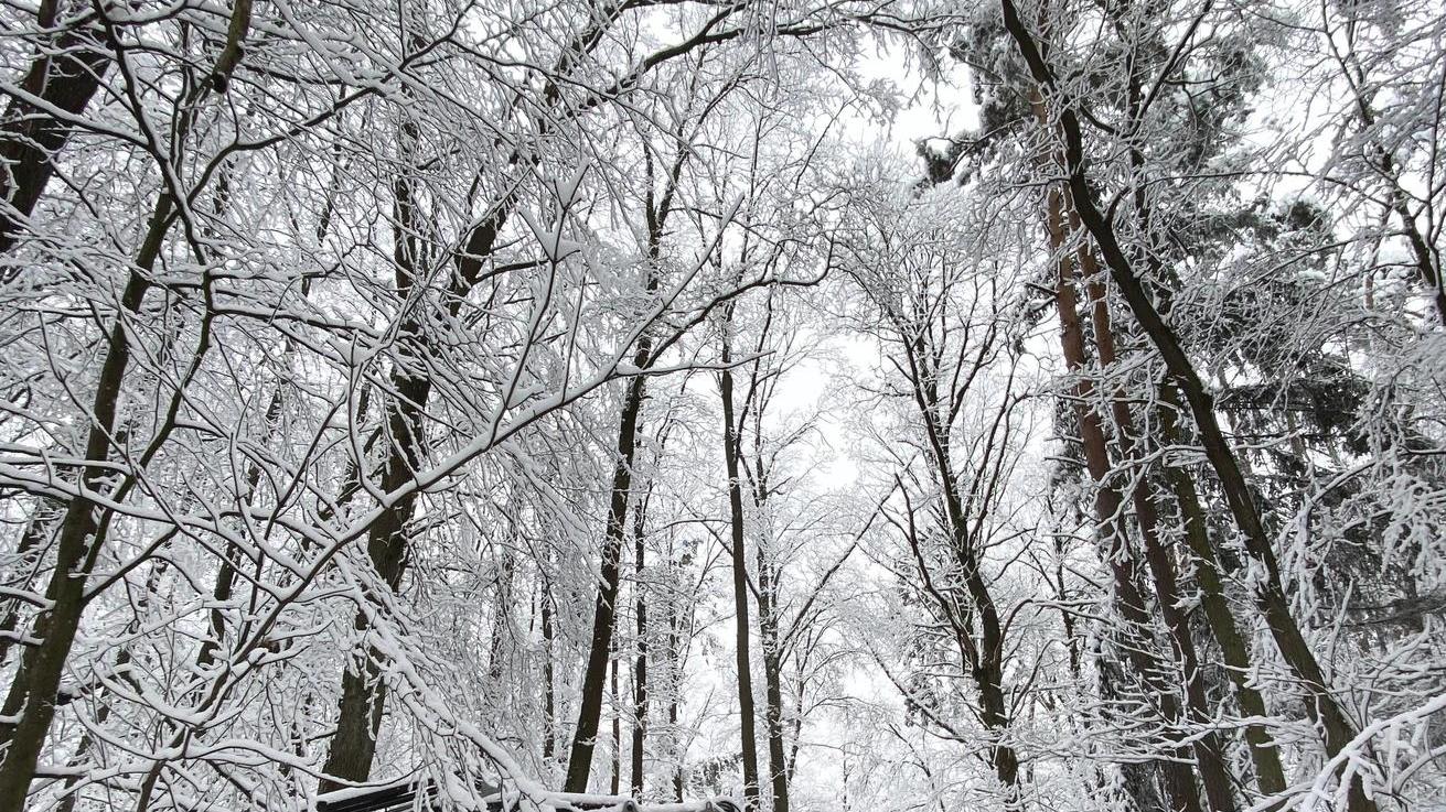 Achtung Schneebruch: Deshalb sind verschneite Wälder so gefährlich