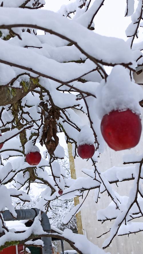 Farbtupfer im Winter: Diese noch immer herrlich roten und knackigen Schneewittchenäpfel leuchten umgeben von Schnee besonders schön.  