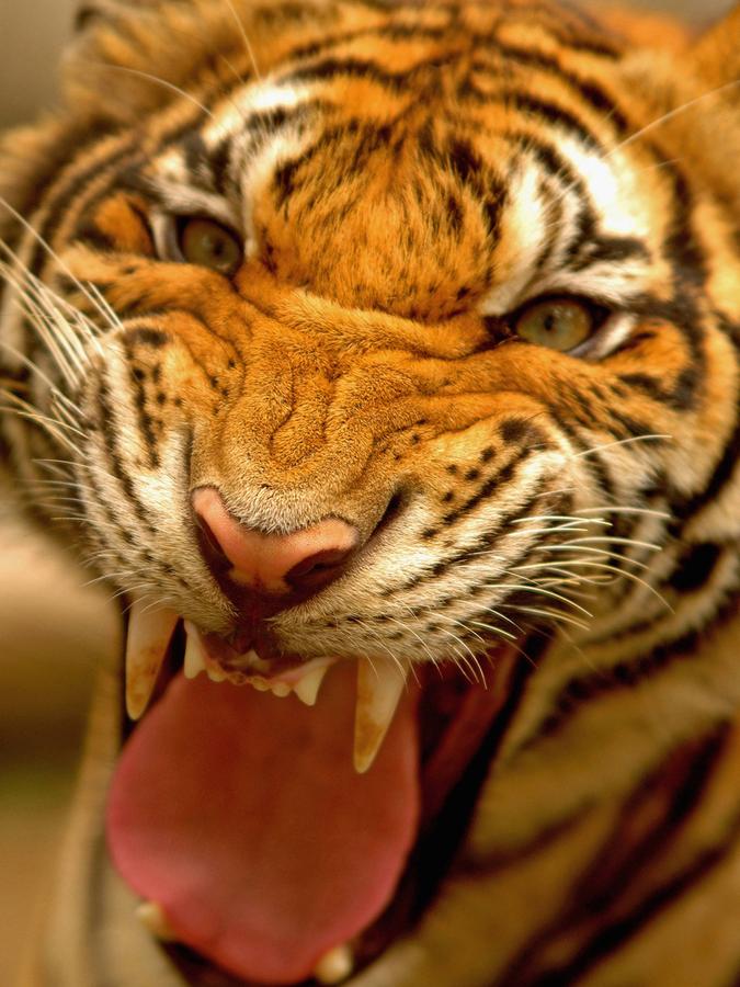 Nürnberger Tiergarten bereitet sich auf Tiger-Begegnung vor
