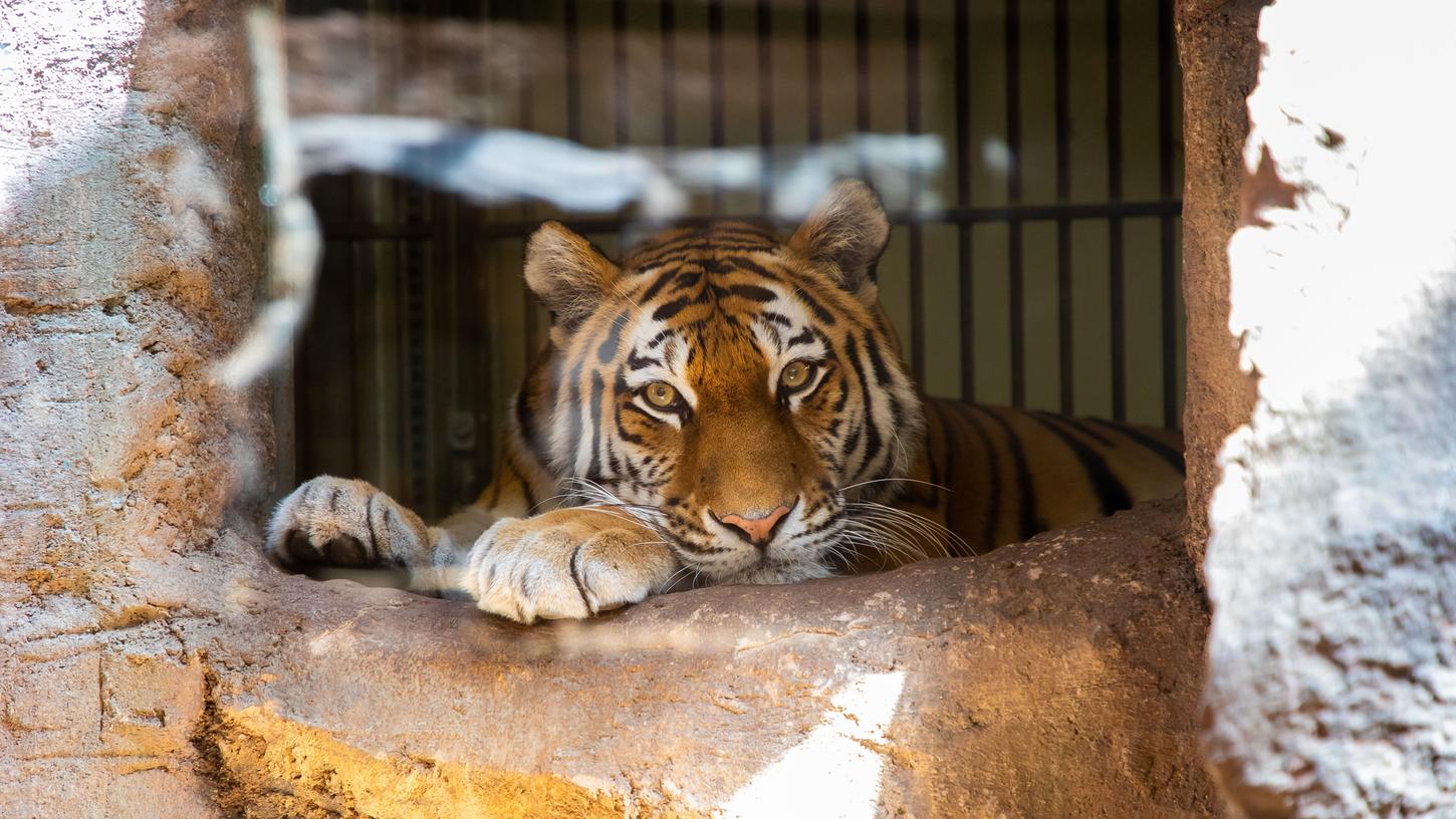 Die Sibirische Tigerdame Katinka lebt im Nürnberger Tiergarten derzeit noch solo. Partner Nikolai gewöhnt sich in einem separaten Käfig in seiner neuen Umgebung im Raubtierhaus ein.