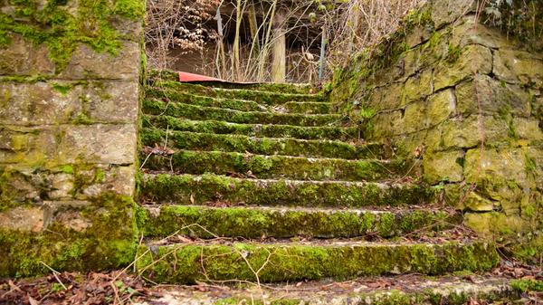 Über diese vermoosten Stufen betritt man einen zurückgelassenen roten Teppich, der etwas Feierliches an sich hat. Links neben dem eigentlichen Gebäude fällt es heute schon schwer, sich das Tanzparkett und einen Ausschank-Bereich vorzustellen. Stattdessen wachsen hier junge Bäume.