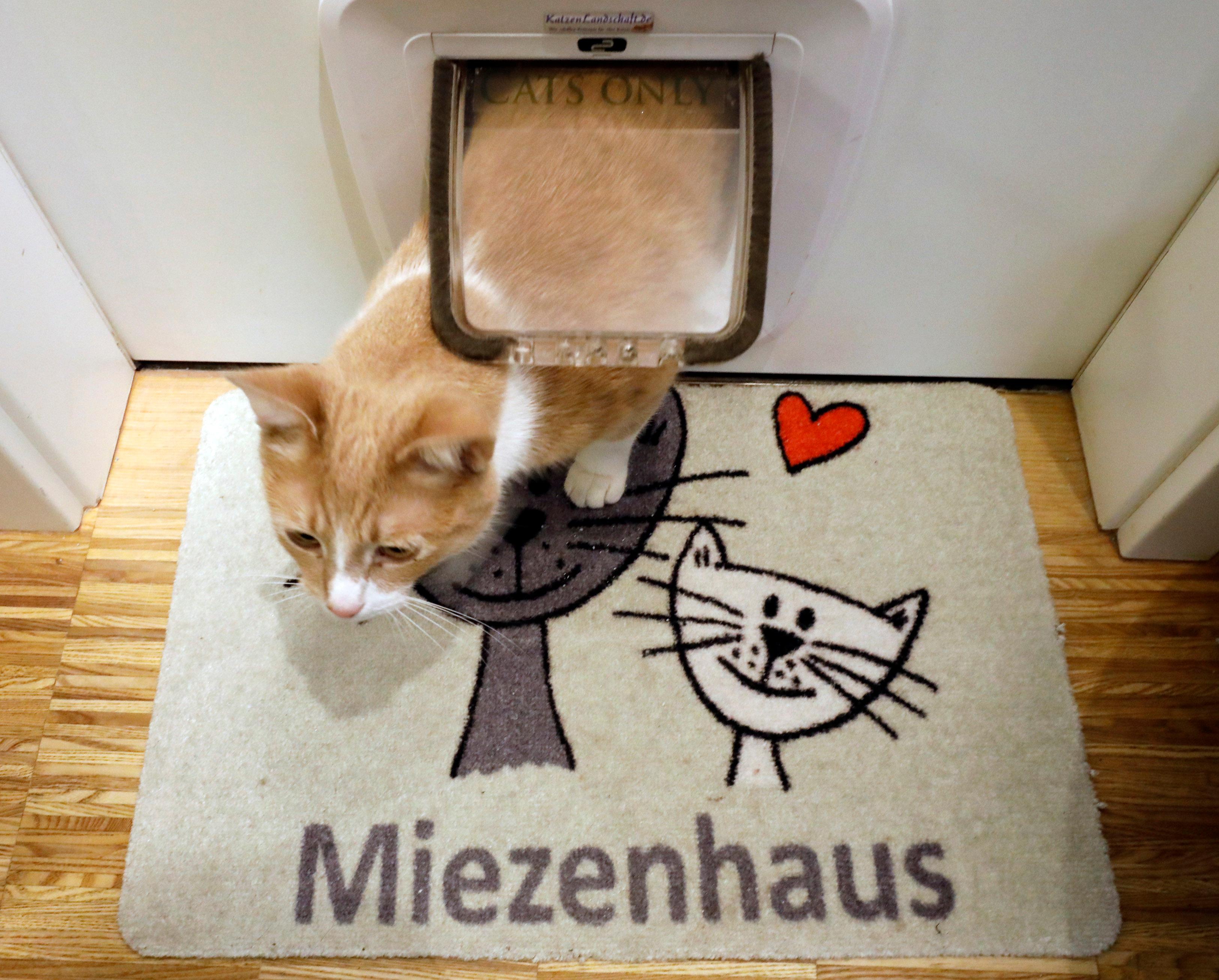 funf jahre vermisst kater batzi taucht 150 kilometer von heimat entfernt auf bad windsheim rothenburg o d t schillingsfurst nordbayern de