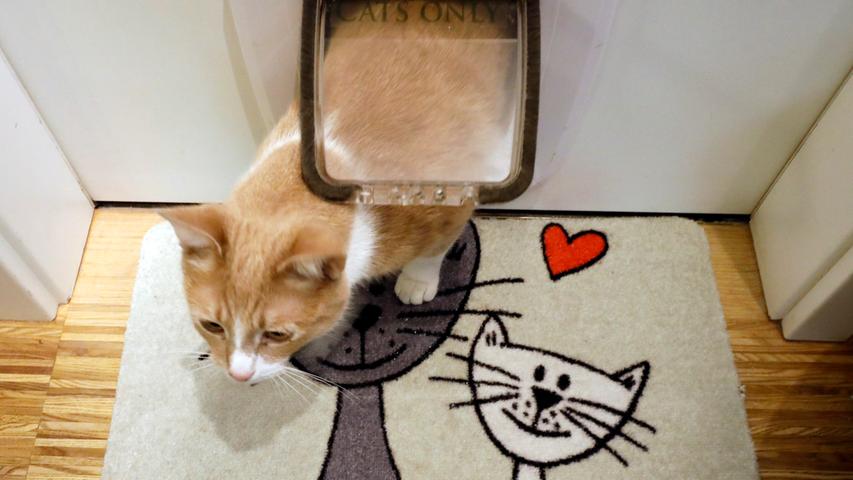 funf jahre vermisst kater batzi taucht 150 kilometer von heimat entfernt auf bad windsheim rothenburg o d t schillingsfurst nordbayern de