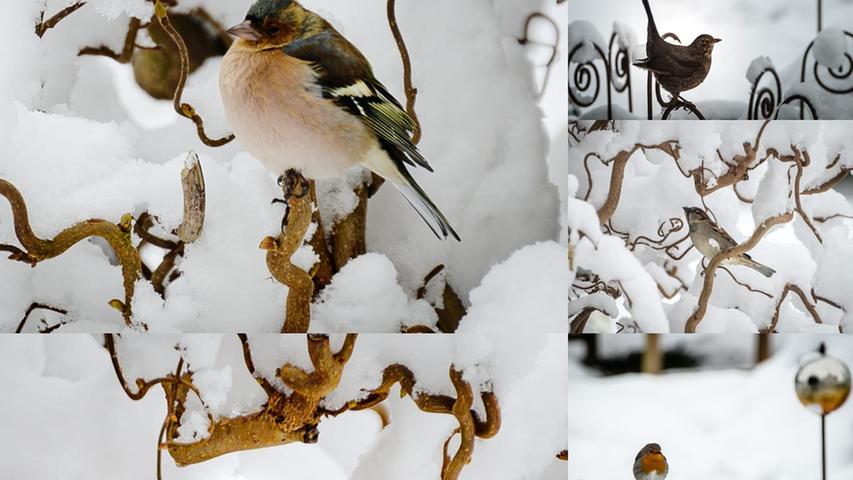 Während die altmühlfränkische Vogelwelt bei diesem Temperaturen mit der Nahrungssuche zu kämpfen hat. Das gilt vor allem für kleine Singvogelarten.