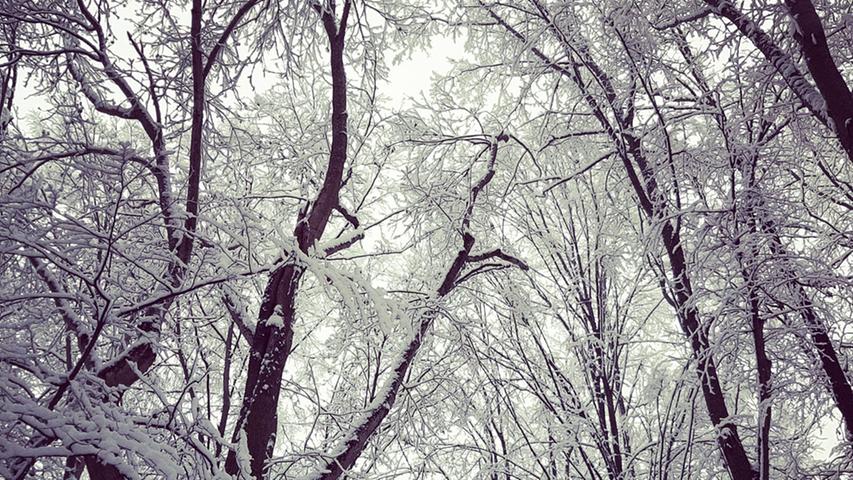 Ein winterlicher Zauberwald.