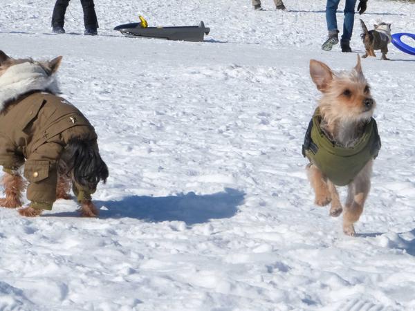 Viel los hier! Auch diese Yorkshire-Terrier hatten Spaß im Schnee. 