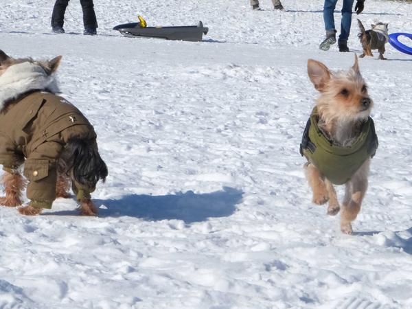 Viel los hier! Auch diese Yorkshire-Terrier hatten Spaß im Schnee. Viel los hier! Auch diese Yorkshire-Terrier hatten Spaß im Schnee.