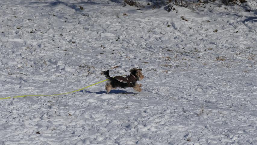 Auch Hunde haben ihren Spaß am Schnee.