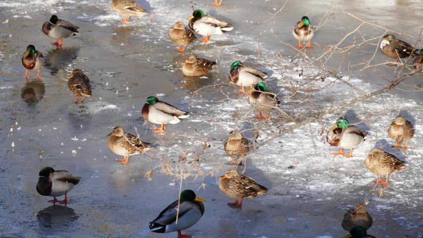 Enten genießen die Sonnenstrahlen auf einer Eisscholle der Zenn in Langenzenn.