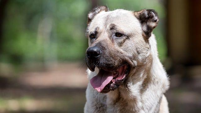 Der sechsjährige Kangal-Hirtenhund namens Effe war schon mal im Tierheim. Nach drei Jahren hat der Rüde erneut sein Zuhause verloren, weil sich die Besitzer getrennt haben. Er ist Außenhaltung gewohnt, braucht aber Familienanschluss. „In einen Zwinger oder so wird Effe nicht vermittelt, denn er liebt Menschen, kuschelt gerne und sucht die Nähe“, betonen die Pfleger. Da Effe einen Unfall hatte, ist eine Pfote leicht verkrüppelt, aber damit kommt er gut zurecht. Für den Herdenschutzhund wird ein Haus mit Garten gesucht und erfahrene Hundebesitzer. Rassetypisch ist er sehr wachsam. Katzen mag Effe gar nicht, Pferde hingegen sehr. Bei Hunden entscheidet die Sympathie.
Mehr Informationen gibt es beim Tierheim Nürnberg, Stadenstraße 90, 90491 Nürnberg, Telefon (0911) 919890.
Der sechsjährige Kangal-Hirtenhund namens Effe war schon mal im Tierheim. Nach drei Jahren hat der Rüde erneut sein Zuhause verloren, weil sich die Besitzer getrennt haben. Er ist Außenhaltung gewohnt, braucht aber Familienanschluss. „In einen Zwinger oder so wird Effe nicht vermittelt, denn er liebt Menschen, kuschelt gerne und sucht die Nähe“, betonen die Pfleger. Da Effe einen Unfall hatte, ist eine Pfote leicht verkrüppelt, aber damit kommt er gut zurecht. Für den Herdenschutzhund wird ein Haus mit Garten gesucht und erfahrene Hundebesitzer. Rassetypisch ist er sehr wachsam. Katzen mag Effe gar nicht, Pferde hingegen sehr. Bei Hunden entscheidet die Sympathie.
Mehr Informationen gibt es beim Tierheim Nürnberg, Stadenstraße 90, 90491 Nürnberg, Telefon (0911) 919890.