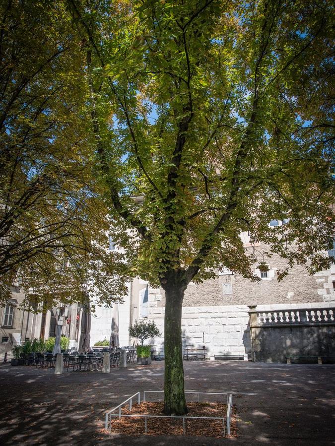 Der Frühlingsverkünder in Genf: Ein Kastanienbaum.