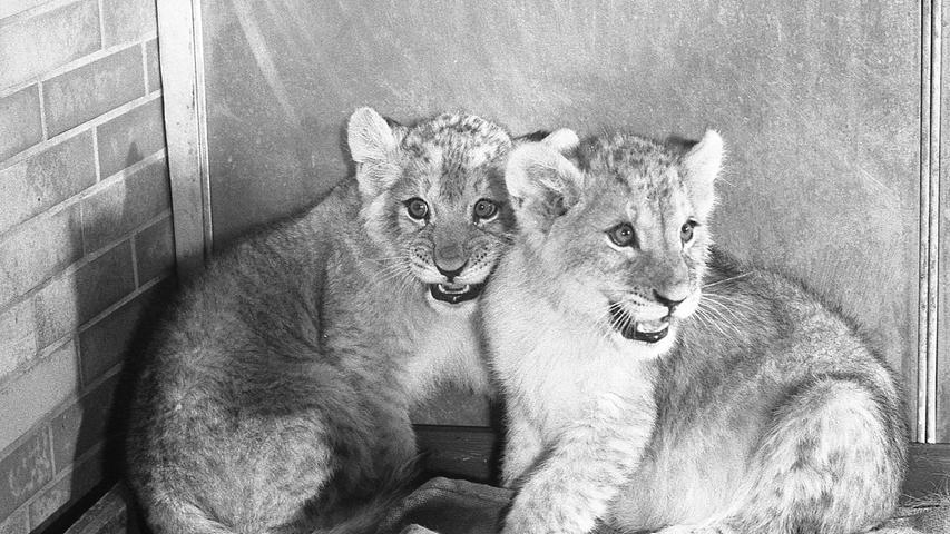 Erstmals seit 13 Jahren sind im Raubtierhaus des Tiergartens wieder zwei Löwenkinder zu sehen. Hier geht es zum Kalenderblatt vom 21. Februar 1971: Neue Löwen