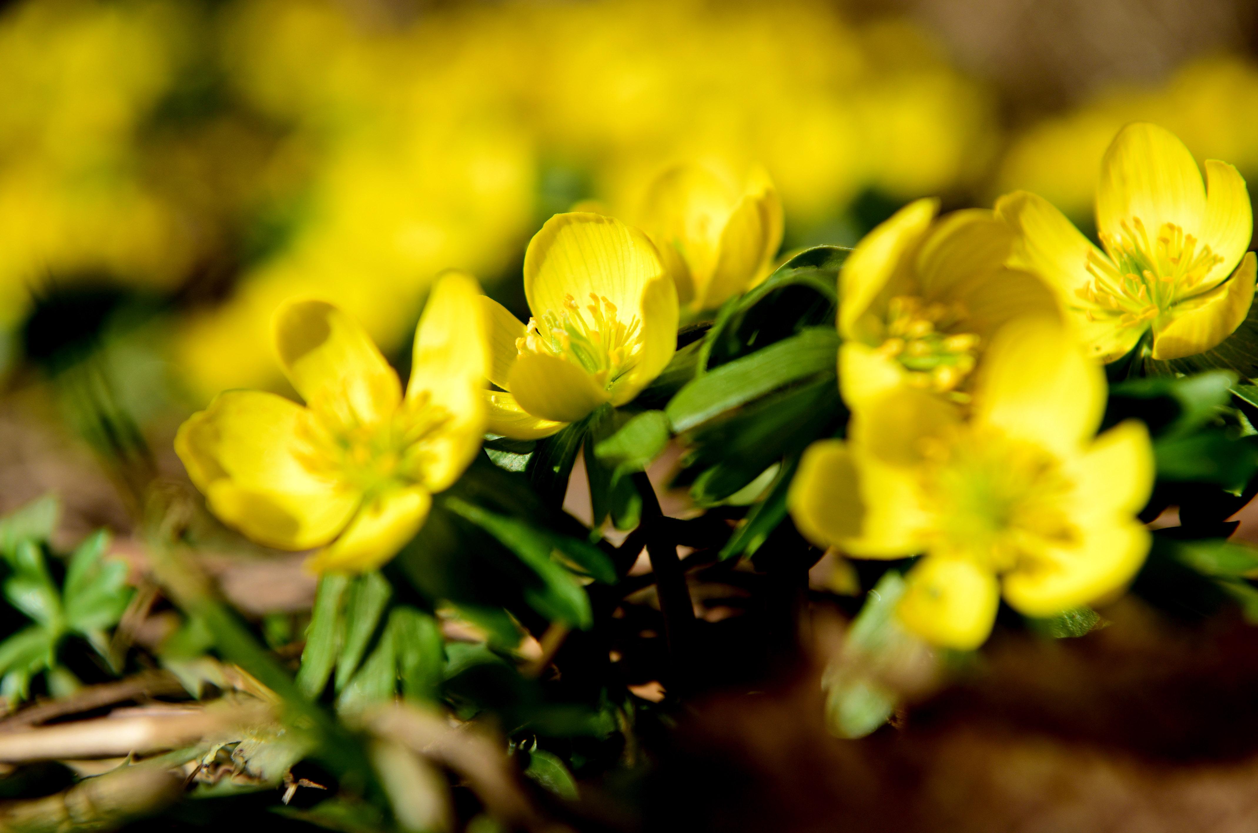 Die ersten Winterlinge spitzten im Rosengarten aus der Erde.