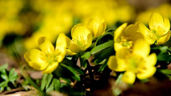 Die ersten Winterlinge spitzten im Rosengarten aus der Erde.