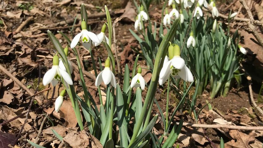 Die Sonne lacht und die ersten Blüten sprießen: Der Frühling kommt im Landkreis Forchheim