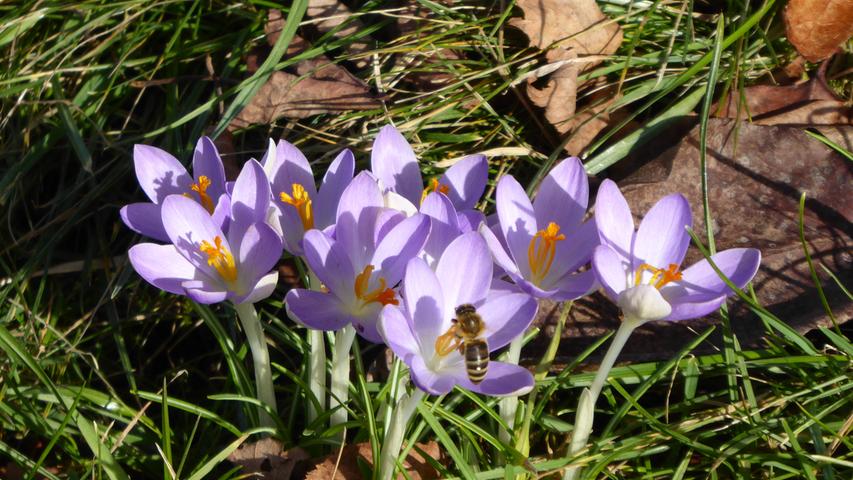 Die Sonne lacht und die ersten Blüten sprießen: Der Frühling kommt im Landkreis Forchheim