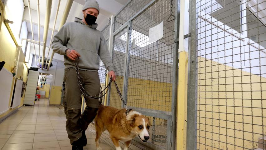 nach hundeboom nurnberger tierheim befurchtet corona kollaps n nordost nurnberg erlenstegen nordbayern de