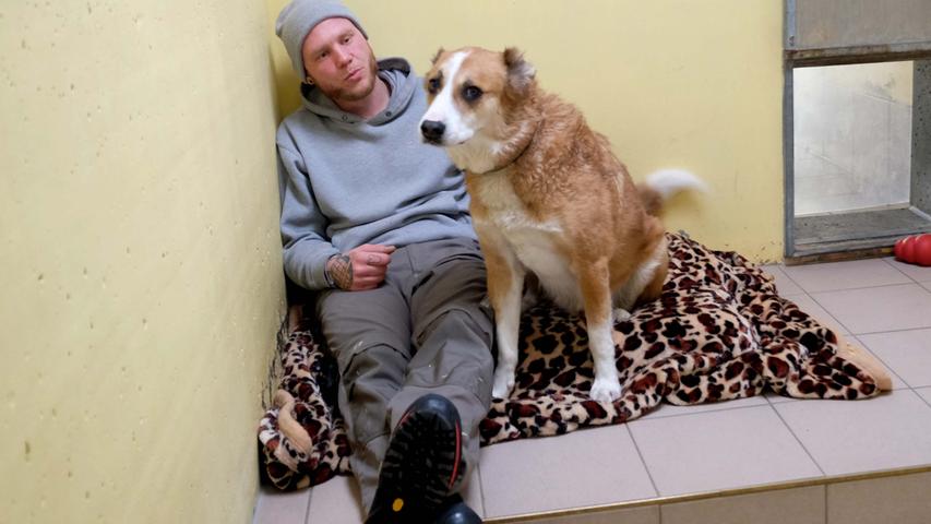 Nach Hundeboom: Nürnberger Tierheim befürchtet Rückgabewelle