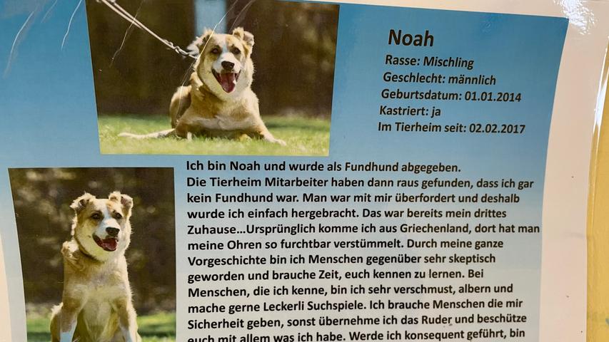 Der Steckbrief von Noah hängt im Tierheim nahe der Hundetrakte.