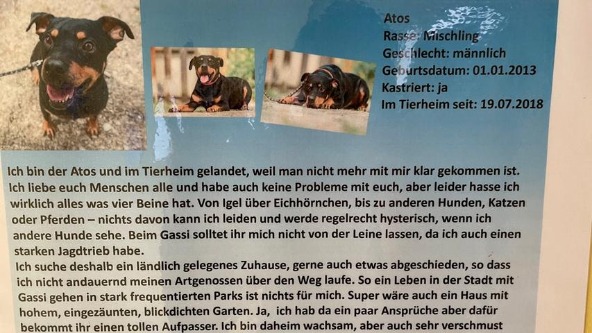 Auch Atos, der Patenhund von Markus Söder, gehört zu den Langzeitsitzern. Also Hunde, die bereits länger als ein Jahr im Tierheim sind. 