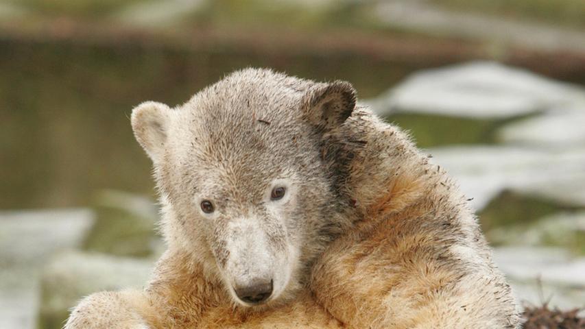 Knut - ein kurzes Eisbärenleben in Bildern