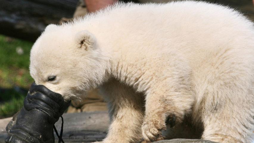 Knut - ein kurzes Eisbärenleben in Bildern