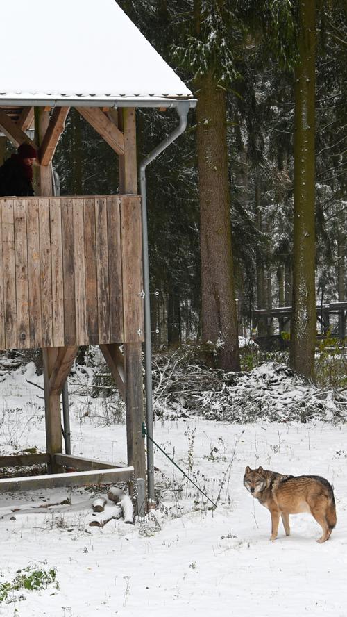 Locker, flockig, wild: Winter im Wildpark Hundshaupten