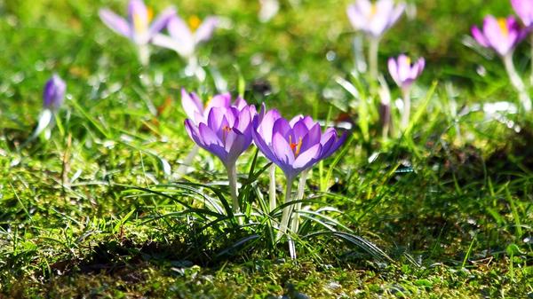 Meteorologisch startet der Frühling immer am 1. März. Denn die vier Jahreszeiten sind unabhängig vom Wetter in drei Monate eingeteilt. Der Frühling geht von März bis Mai. Kalendarisch geht der Frühling jedes Jahr an einem anderen Tag, abhängig davon, wann die Sonne senkrecht über dem Äquator steht. 2021 beginnt der Frühling am 20. März.