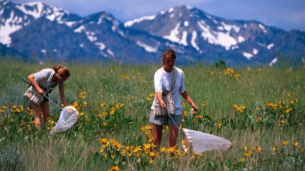 Die Grundidee für die Pokémon-Spiele hatte der Erschaffer der Serie, Satoshi Tajiri, übrigens dank seines größten Kindheitshobbys: Als Junge war er leidenschaftlicher Käfersammler. Bei dem Projekt, seine eigene Kindheit zu zeichnen, kam ihm die Idee zu einem Spiel, bei dem der Protagonist verschiedene Wesen sammeln und suchen kann. Damals nannte er seine Idee noch "Capsule Monsters", erst später entwickelten sie sich zu den heute bekannten Pokémon.