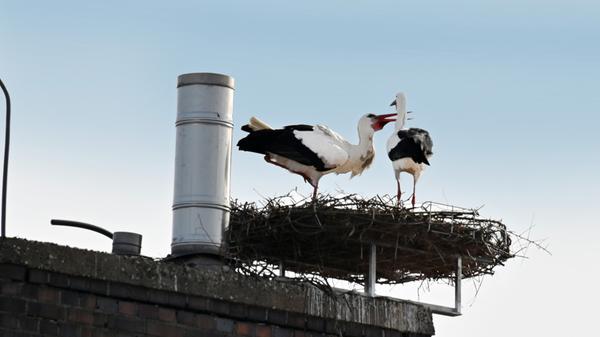 Das auf dem Kamin der ehemaligen Heka gebaute Storchennest war zu schmal und nicht geeignet, um Storchenjunge darin groß zu ziehen. Deshalb hat der Erlanger "Storchenvater" Michael Zimmermann dem Storchenpaar einen Unterbau für ein neues Nest konstruiert und bauen lassen.