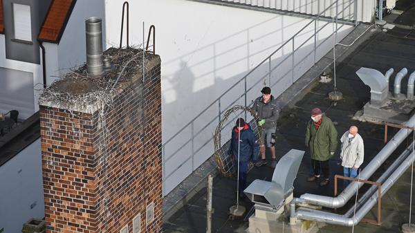 Das auf dem Kamin der ehemaligen Heka gebaute Storchennest war zu schmal und nicht geeignet, um Storchenjunge darin groß zu ziehen. Deshalb hat der Erlanger "Storchenvater" Michael Zimmermann dem Storchenpaar einen Unterbau für ein neues Nest konstruiert und bauen lassen.