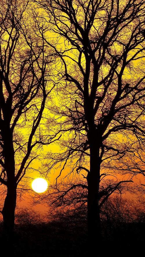 Gleich doppelt gefiltert erscheint dieser Sonnenuntergang bei Erlangen besonders stimmungsvoll: Erst durch den Saharastaub und dann durch das dichte Geflecht der Bäume.