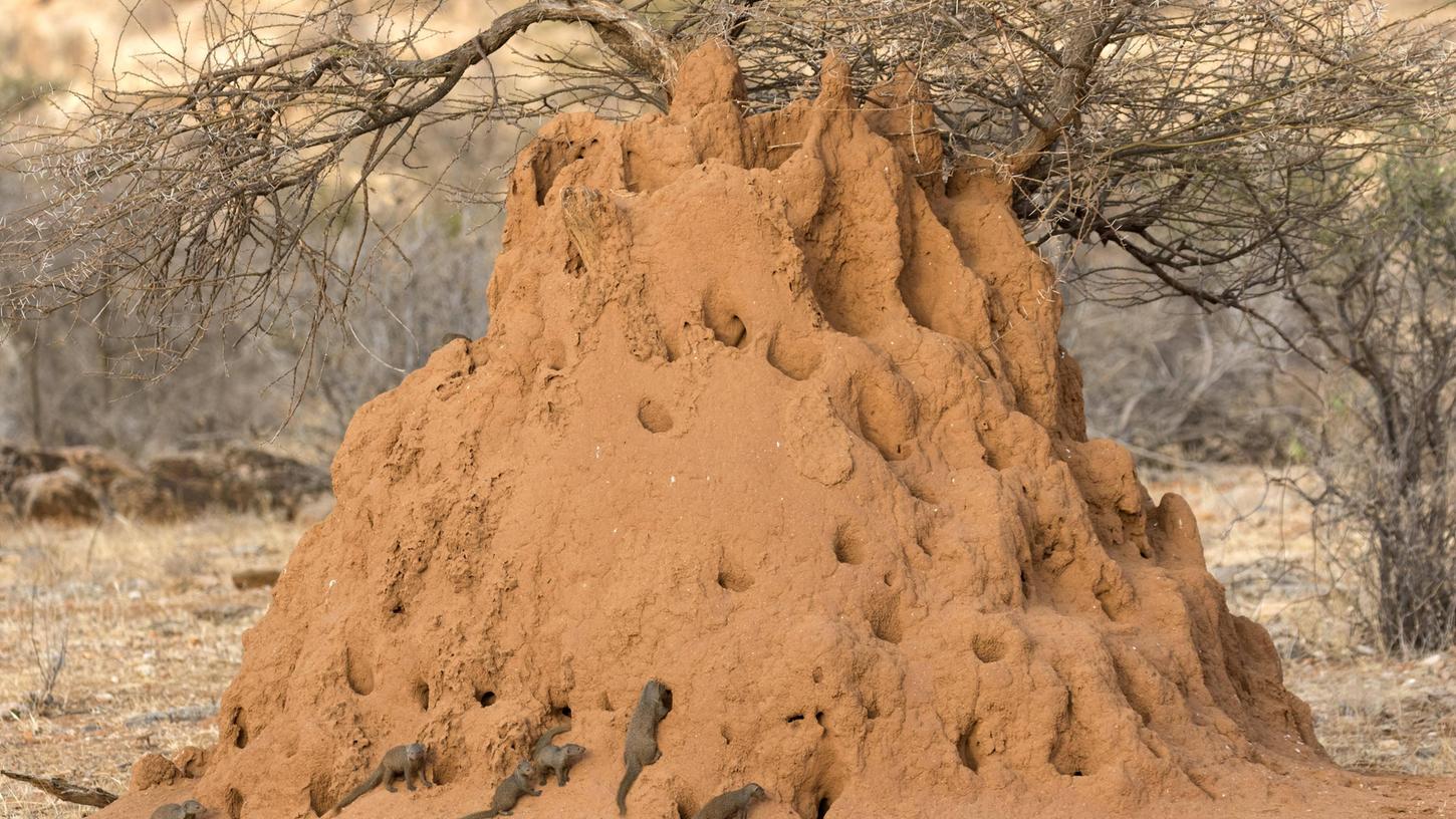So beeindruckend sieht ein Termitenhügel aus, hier in Kenia. 