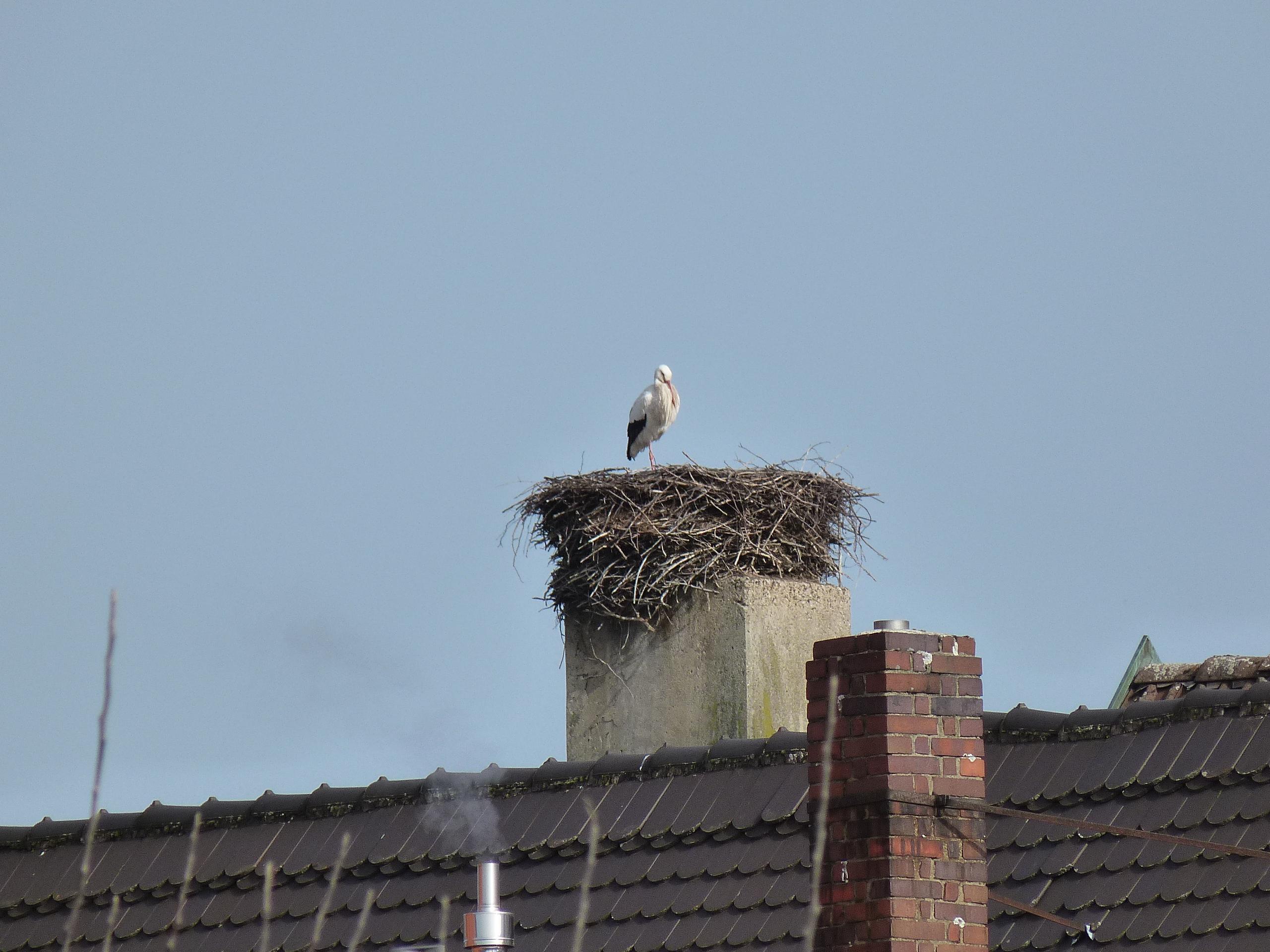 Alle Jahre wieder und alle Jahre früher kehrt Storch Ebermar auf seinen Horst auf den Schlot des Restaurants Wokit29 in der Hauptstraße 29 in Ebermannstadt zurück. Kam er vor fast 20 Jahren erst Anfang Mai, 2020 Anfang März, so stand er heuer bereits am 21. Februar in seinem Nest. Etwas zerzaust und schmutzig von der langen Reise repariert er schon fleißig die Schäden am Horst, so dass alles fertig ist, wenn Frau Störchin demnächst ankommt. Hoffentlich haben die beiden wieder so einen Bruterfolg wie letztes Jahr: Fünf prächtige Jungstörche konnten sie 2020 aufziehen.