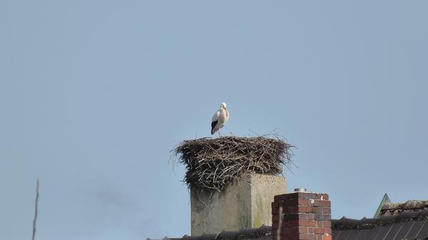 Alle Jahre wieder und alle Jahre früher kehrt Storch Ebermar auf seinen Horst auf den Schlot des Restaurants Wokit29 in der Hauptstraße 29 in Ebermannstadt zurück. Kam er vor fast 20 Jahren erst Anfang Mai, 2020 Anfang März, so stand er heuer bereits am 21. Februar in seinem Nest. Etwas zerzaust und schmutzig von der langen Reise repariert er schon fleißig die Schäden am Horst, so dass alles fertig ist, wenn Frau Störchin demnächst ankommt. Hoffentlich haben die beiden wieder so einen Bruterfolg wie letztes Jahr: Fünf prächtige Jungstörche konnten sie 2020 aufziehen.