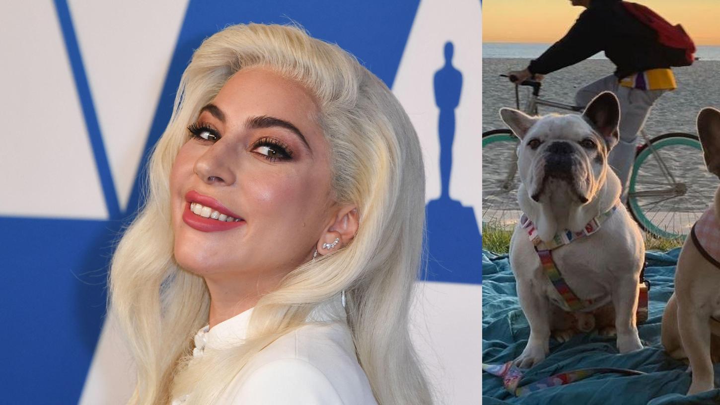Nach Entführung: Lady Gagas Hunde wieder da