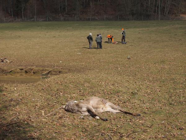 Auf dem Gelände verstreut liegen die Tierkadaver.
Auf dem Gelände verstreut liegen die Tierkadaver.