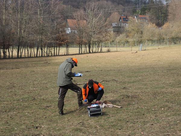 Zwei ehrenamtliche und geschulte Mitglieder des Netzwerks Große Beutegreifer sichern DNA-Spuren an den getöteten Tieren.
Zwei ehrenamtliche und geschulte Mitglieder des Netzwerks Große Beutegreifer sichern DNA-Spuren an den getöteten Tieren.