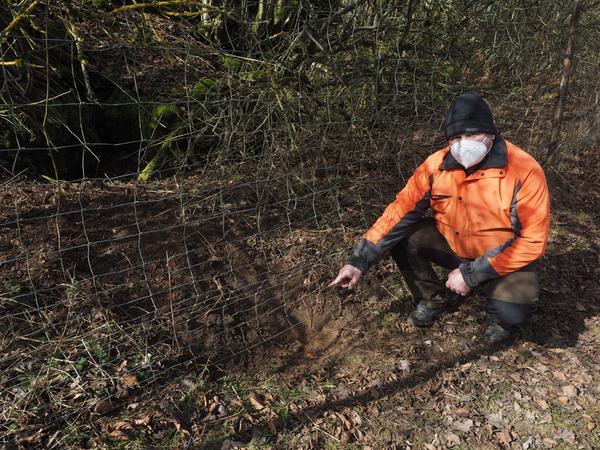 Landwirt Christian Leißner, zeigt das Loch, das der Wolf offenbar gegraben hat und somit auf das Gelände gelangt ist.