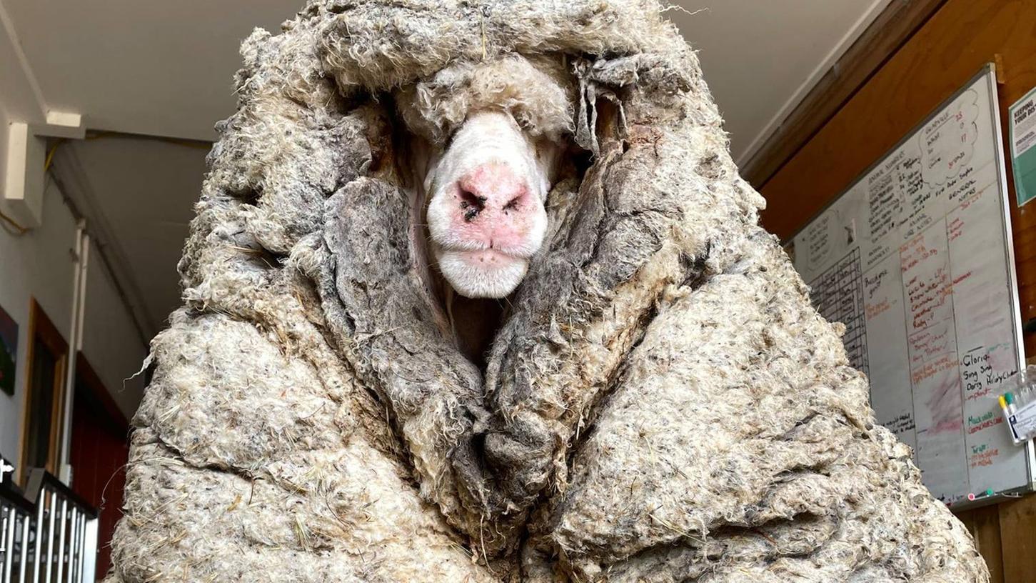 Das wilde Schaf Baarack trägt mehr als 35 Kilo schwere Wolle. 