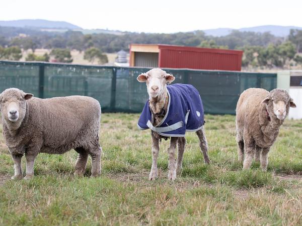 Das Schaf Baarack (M) neben zwei Schafen, nachdem sein über 35 Kilo schweres Fell abgeschoren wurde.