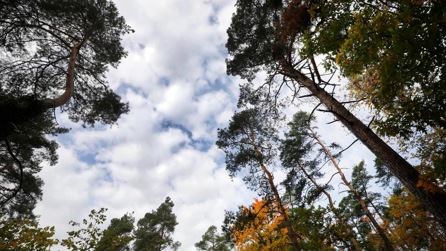 Sebalder und Lorenzer Reichswald umfassen insgesamt etwa 24000 Hektar. Das ist für die Metropolregion ein sehr großes und relativ kompaktes Areal.
Sebalder und Lorenzer Reichswald umfassen insgesamt etwa 24000 Hektar. Das ist für die Metropolregion ein sehr großes und relativ kompaktes Areal.