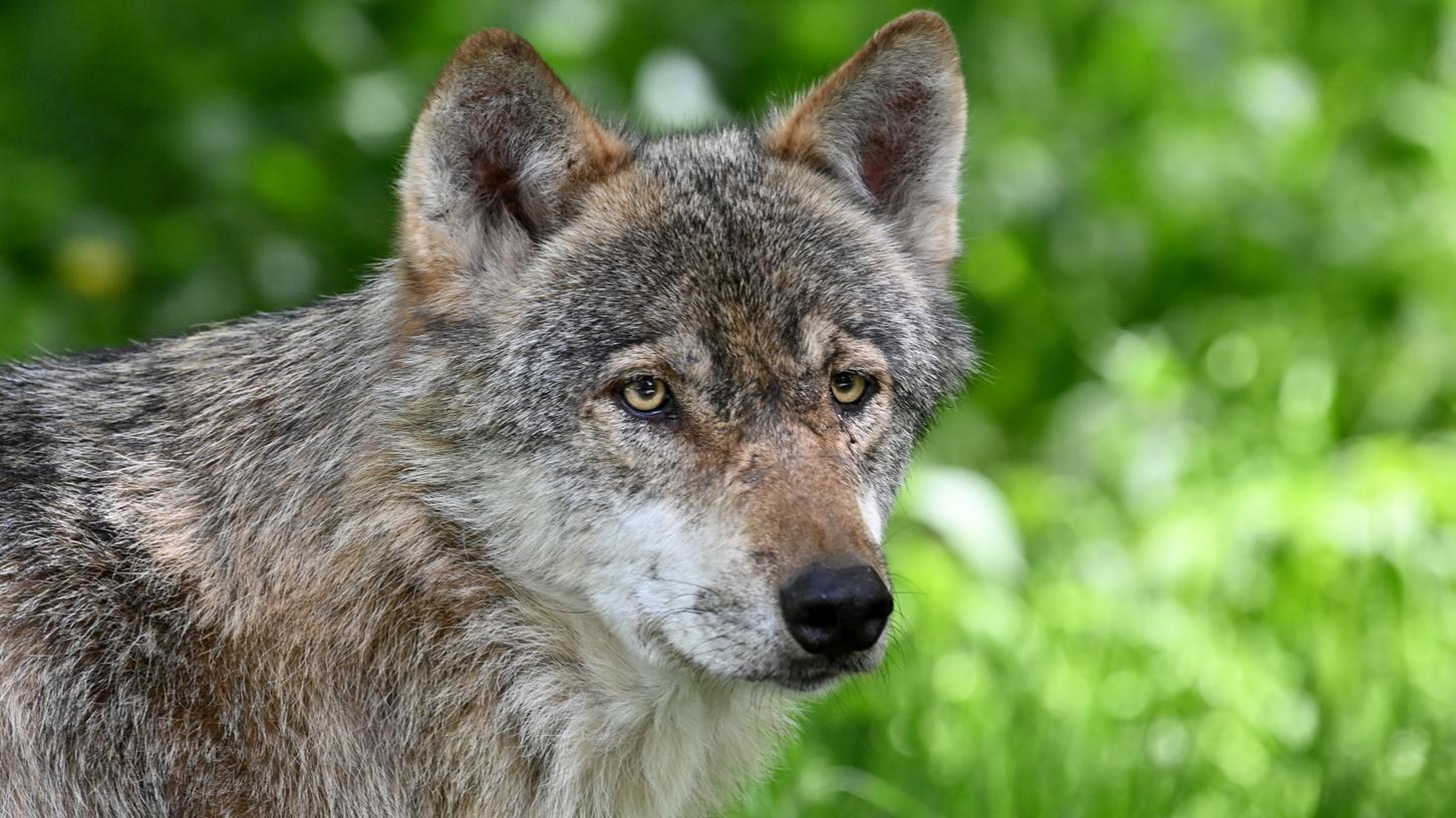 Der Wolfsangriff im Landkreis Bayreuth sorgt für eine neue Debatte um einen leichteren Abschuss von Wölfen.