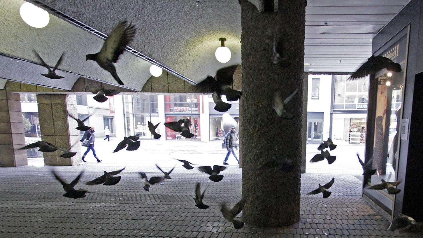 Nürnberger Stadttauben – hier in der Karolinenstraße im Eingangsbereich von Karstadt. Nürnberger Stadttauben – hier in der Karolinenstraße im Eingangsbereich von Karstadt.