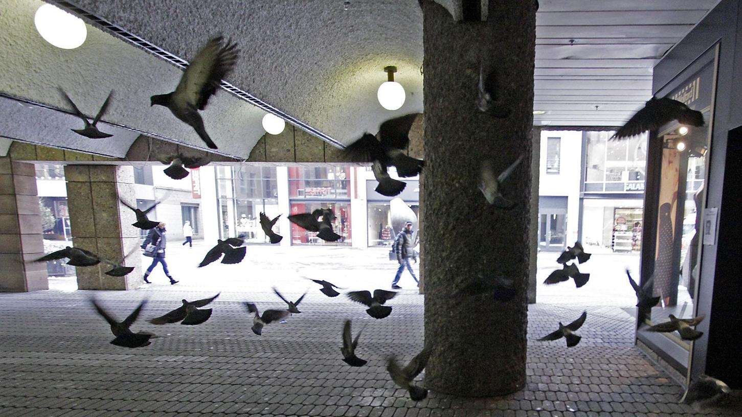 Nürnberger Stadttauben – hier in der Karolinenstraße im Eingangsbereich von Karstadt. 