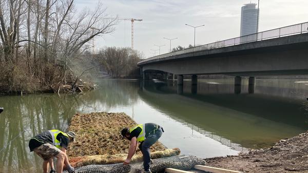 Seit gut einem Monat wird die Dr.-Gustav-Heinemann-Brücke zwischen der Dr.-Carlo-Schmid-Straße und der Ostendstraße instandgesetzt. Dabei wird sowohl in das Bauwerk selbst als auch in umgebende Flächen eingegriffen. Um die Sanierungsarbeiten vorzubereiten, hatten bereits im Jahr 2019 Untersuchungen zur speziellen artenschutzrechtlichen Prüfung (saP) stattgefunden. Dabei wurde festgestellt, dass es sich beim Baustellenbereich um ein Gebiet handelt, in dem mehrere Wasservogelarten leben, die es zu schützen gilt.