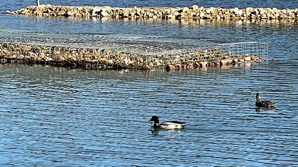 Die ersten Enten machen sich bereits mit der ungewohnten Umgebung vertraut. Nach den Sanierungsarbeiten werden die Inseln an einem anderen Ort eingesetzt.