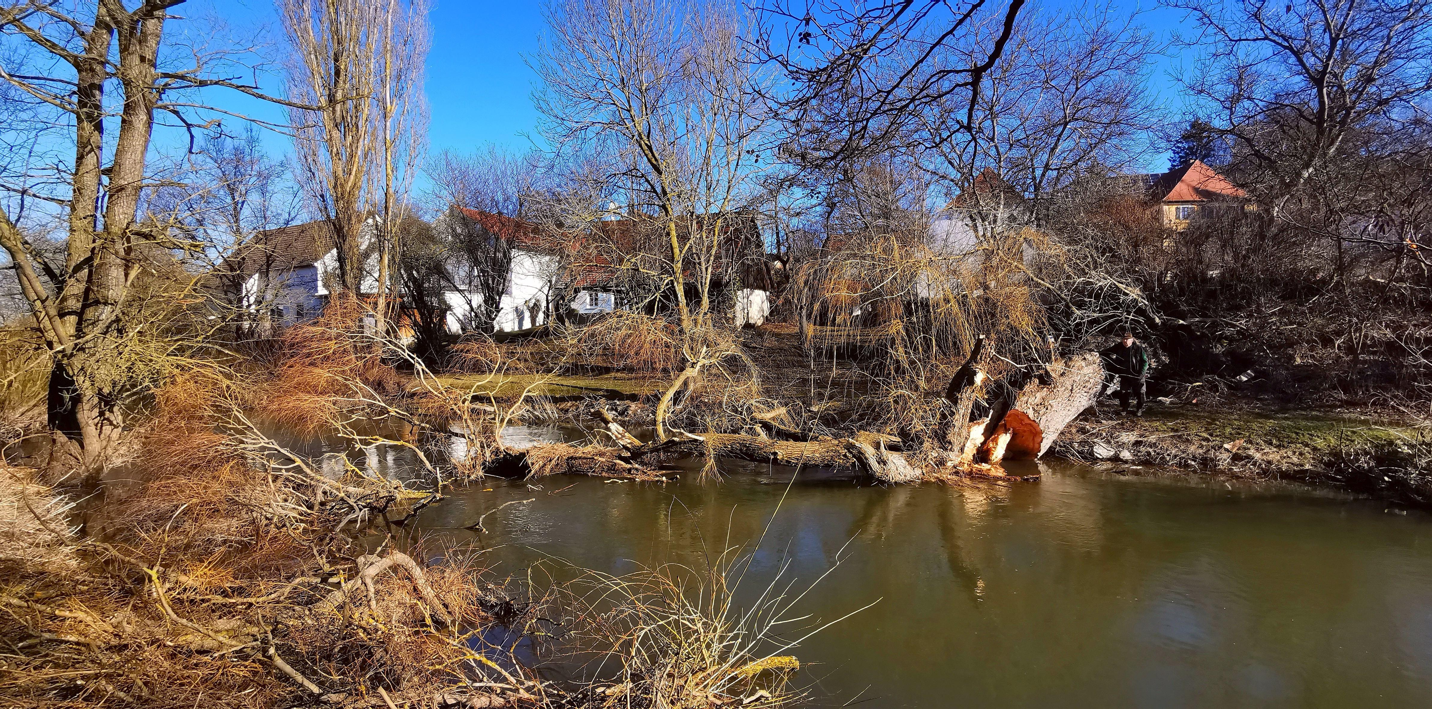 Eine der alten Weiden im Treuchtlinger Ortsteil Bubenheim hat im Februar unter der Schneelast nachgegeben und ist quer über den Fluss gestürzt. Nun machten sich Stadtbauhof, Wasserwirtschaftsamt und Bürger gemeinsam ans Aufräumen.