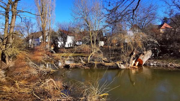 Eine der alten Weiden im Treuchtlinger Ortsteil Bubenheim hat im Februar unter der Schneelast nachgegeben und ist quer über den Fluss gestürzt. Nun machten sich Stadtbauhof, Wasserwirtschaftsamt und Bürger gemeinsam ans Aufräumen.